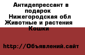 Антидепрессант в подарок. - Нижегородская обл. Животные и растения » Кошки   
